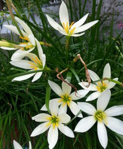 Hoa Huệ Mưa Z.Candida Rain Lily