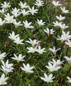 Hoa Huệ Mưa Z.Candida Rain Lily