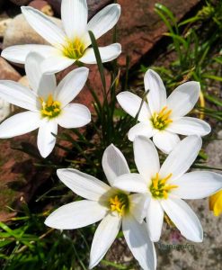 Hoa Huệ Mưa Z.Candida Rain Lily