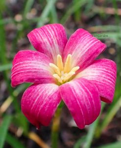 Hoa Huệ Mưa Z.Candy Floss Rain Lily