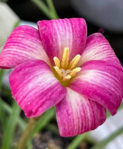 Hoa Huệ Mưa Z.Candy Floss Rain Lily