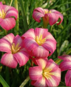 Hoa Huệ Mưa Z.Candy Floss Rain Lily