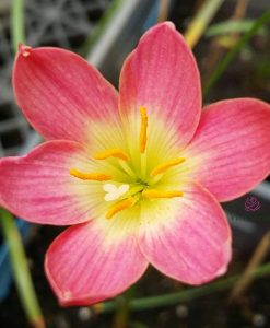 Hoa huệ mưa Z.Capricorn Rain Lily