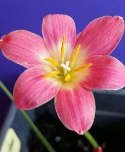 Hoa huệ mưa Z.Capricorn Rain Lily