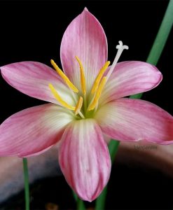 Hoa huệ mưa Z.Capricorn Rain Lily