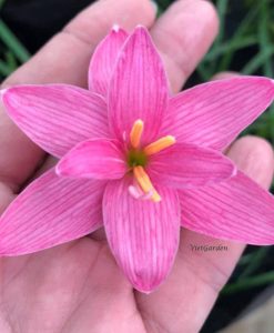 Hoa Huệ Mưa Z.Cherry Blossom Rain Lily