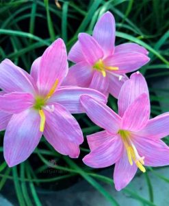 Hoa Huệ Mưa Z.Cherry Blossom Rain Lily