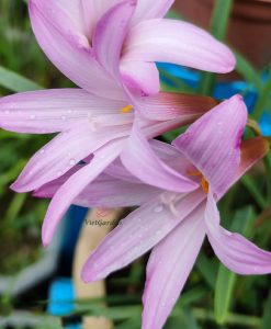 Hoa Huệ Mưa Z.Cherry Pink Rain Lily
