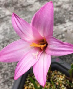 Hoa Huệ Mưa Z.Cherry Pink Rain Lily