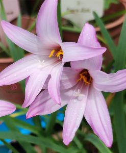 Hoa Huệ Mưa Z.Cherry Pink Rain Lily