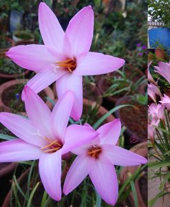 Hoa Huệ Mưa Z.Cherry Pink Rain Lily