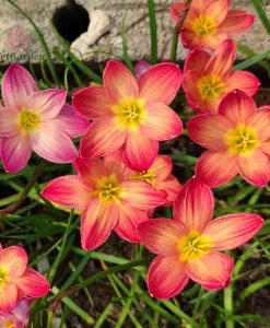 Hoa huệ mưa Z.Chinda Rain Lily