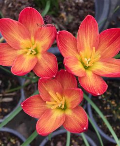 Hoa huệ mưa Z.Chinda Rain Lily