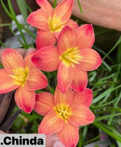 Hoa huệ mưa Z.Chinda Rain Lily