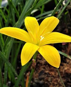 Hoa huệ mưa Z.Citrina Rain Lily
