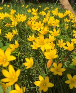 Hoa huệ mưa Z.Citrina Rain Lily