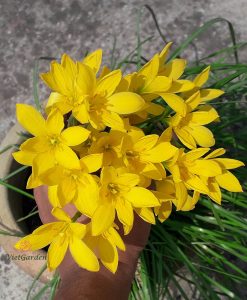 Hoa huệ mưa Z.Citrina Rain Lily