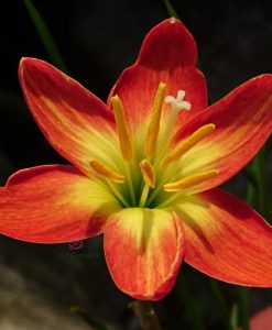 Hoa huệ mưa Z.Crimson Sunset Rain Lily