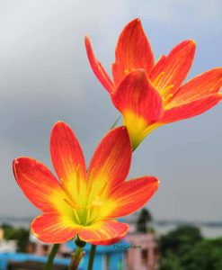 Hoa huệ mưa Z.Crimson Sunset Rain Lily
