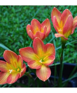 Hoa huệ mưa Z.Crimson Sunset Rain Lily