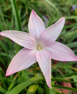 Hoa huệ mưa Z.Dai-Ippo Rain Lily