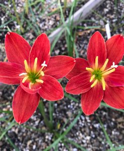 Hoa huệ mưa Z.Dazzling Flame Rain Lily