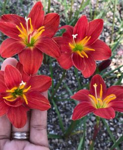 Hoa huệ mưa Z.Dazzling Flame Rain Lily