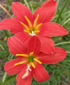 Hoa huệ mưa Z.Dazzling Flame Rain Lily