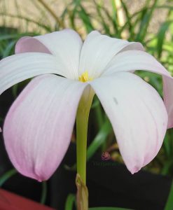 hoa huệ mưa Z.Confection Rain Lily