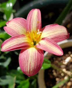 Hoa huệ mưa Z.Diligent Bees Rain Lily