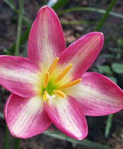 Hoa huệ mưa Z.Diligent Bees Rain Lily