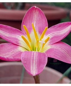 Hoa huệ mưa Z.Diligent Bees Rain Lily