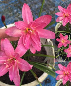 Hoa huệ mưa Z.Double Lotus Rain Lily