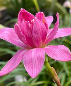 huệ mưa Z.Double Lotus Rain Lily