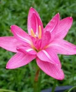 Hoa huệ mưa Z.Double Lotus Rain Lily