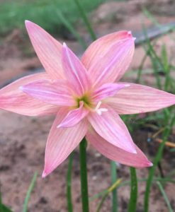 Hoa huệ mưa Z.Double Pink Rose Rain Lily
