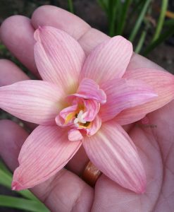 Hoa huệ mưa Z.Double Pink Rose Rain Lily