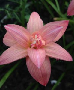 Hoa huệ mưa Z.Double Pink Rose Rain Lily
