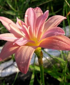 Hoa huệ mưa Z.Double Pink Rose Rain Lily