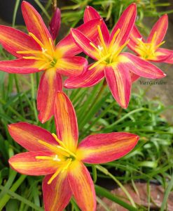 Hoa huệ mưa Z.Dr.Tan Chiang Soo Rain Lily