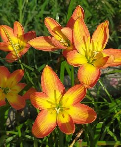 Hoa huệ mưa Z.Dr.Tan Chiang Soo Rain Lily