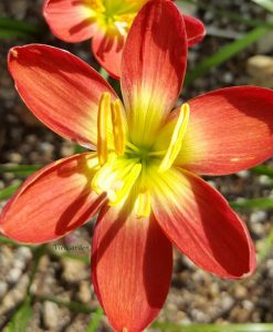 Hoa huệ mưa Z.Dr.Thad Howard Rain Lily