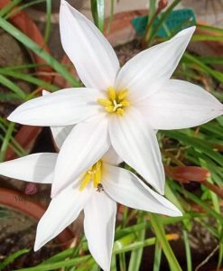 Hoa huệ mưa Z.Drum Mondii Rain Lily