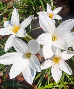 Hoa huệ mưa Z.Drum Mondii Rain Lily