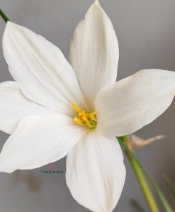 Hoa huệ mưa Z.Drum Mondii Rain Lily