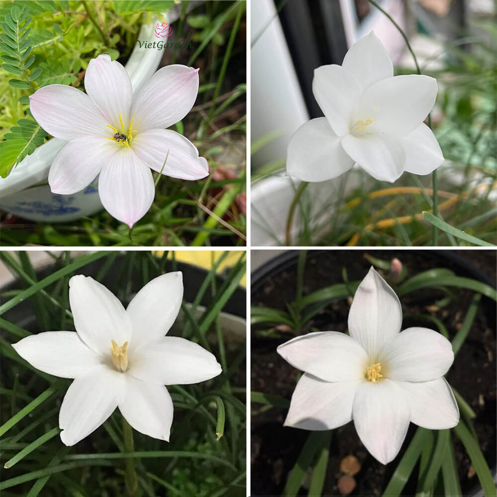 Hoa huệ mưa Z.Drum Mondii Rain Lily Hoa huệ mưa Z.Drum Mondii Rain Lily