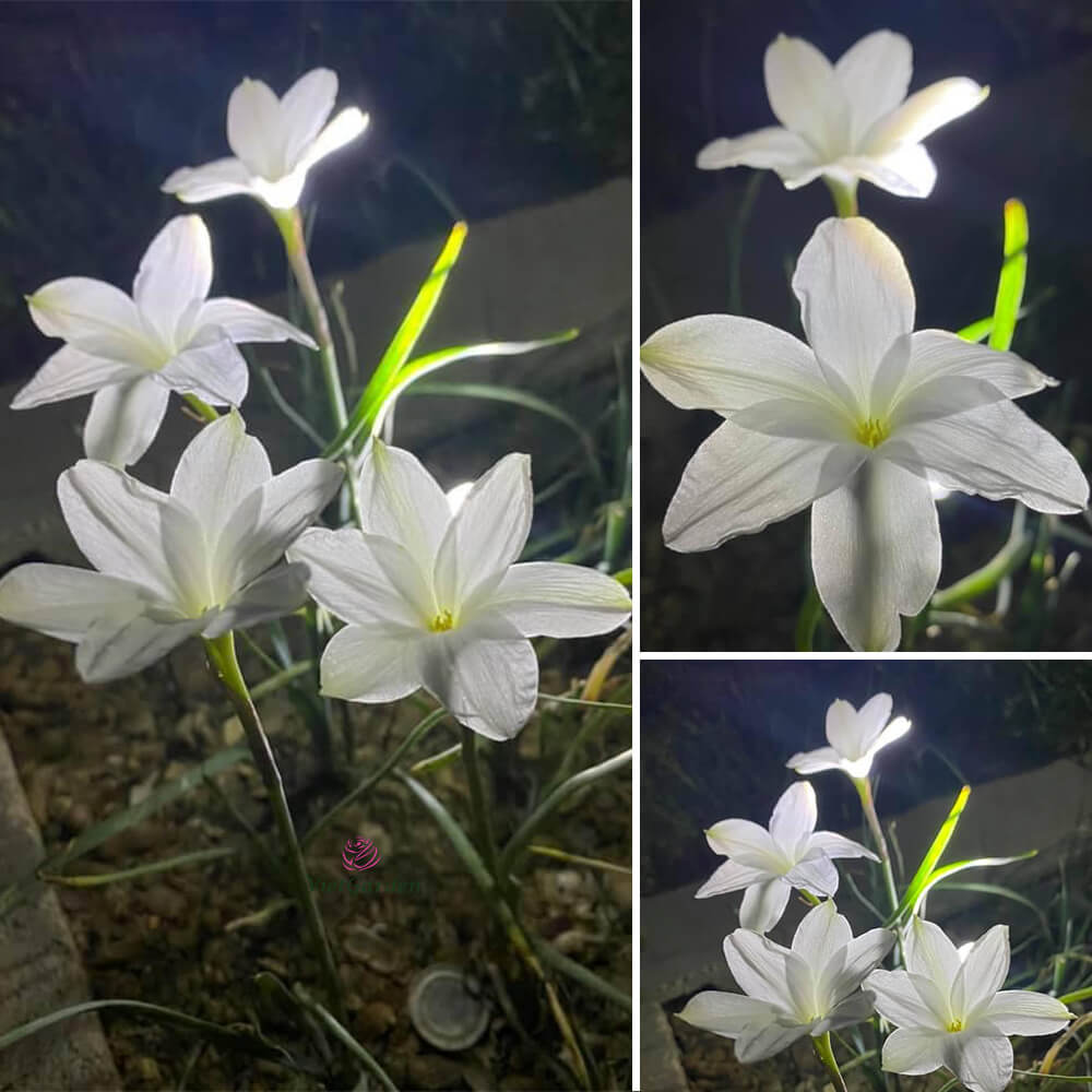 Hoa huệ mưa Z.Drum Mondii Rain Lily Hoa huệ mưa Z.Drum Mondii Rain Lily