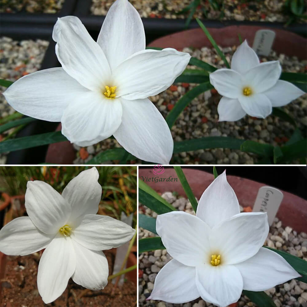Hoa huệ mưa Z.Drum Mondii Rain Lily Hoa huệ mưa Z.Drum Mondii Rain Lily