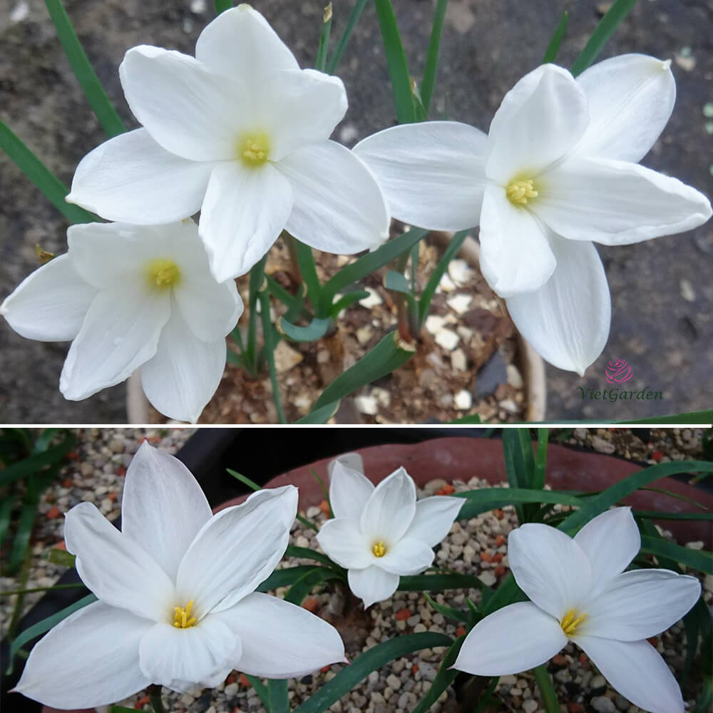 Hoa huệ mưa Z.Drum Mondii Rain Lily Hoa huệ mưa Z.Drum Mondii Rain Lily