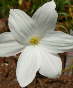 Hoa huệ mưa Z.Drum Mondii Rain Lily